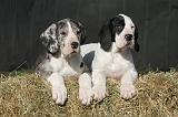 DOGUE ALLEMAND 626